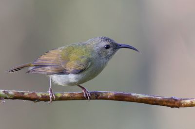 Black-throated Sunbird - Zwartkeelhoningzuiger - Souimanga sombre (f)