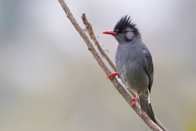 Black Bulbul - Himalayaanse Zwarte Buulbuul - Bulbul noir