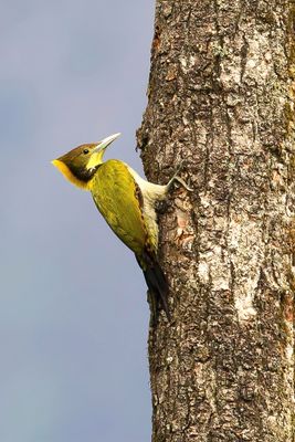 Greater Yellownape - Grote Geelkuifspecht - Pic à nuque jaune