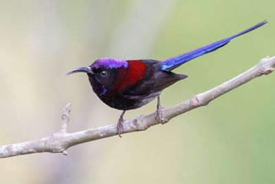 Black-throated Sunbird - Zwartkeelhoningzuiger - Souimanga sombre (m)