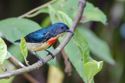 Fire-breasted Flowerpecker - Indische Honingvogel - Dicée à gorge feu