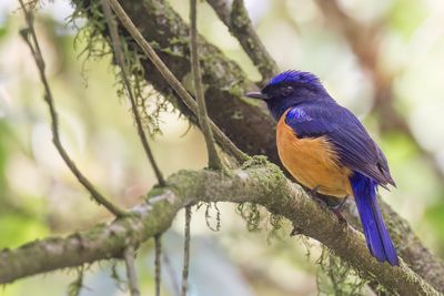 Rufous-bellied Niltava - Roodbuikniltava - Gobemouche sundara (m)