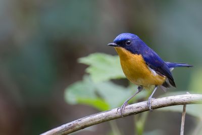 Pygmy Flycatcher - Dwergniltava - Gobemouche pygmée
