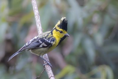 Yellow-cheeked Tit - Geelwangmees - Mésange à dos tacheté