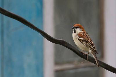 Russet Sparrow - Roodkopmus - Moineau rutilant (m)