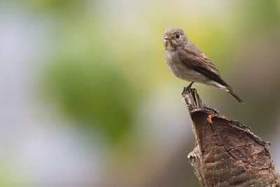 Dark-sided Flycatcher - Roetvliegenvanger - Gobemouche de Sibérie