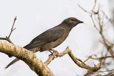 Black-winged Cuckooshrike - Rouwrupsvogel - Échenilleur ardoisé