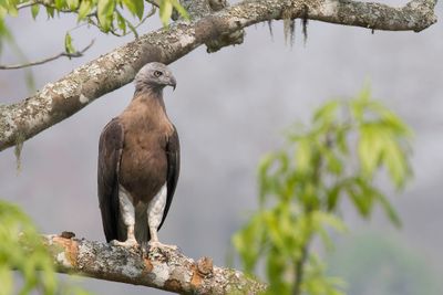 Birds of Arunachal Pradesh + Assam 2013