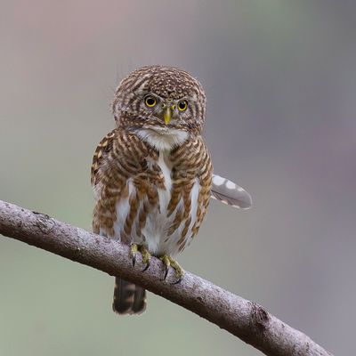 Collared Owlet - Gekraagde Dwerguil - Chevchette  collier