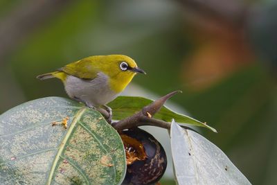 Indian White-eye - Indische Brilvogel - Zostérops oriental