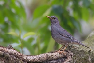 Tickell's Thrush - Tickells Lijster - Merle unicolore (m)