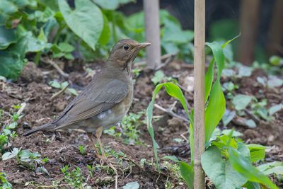 Tickell's Thrush - Tickells Lijster - Merle unicolore (f)