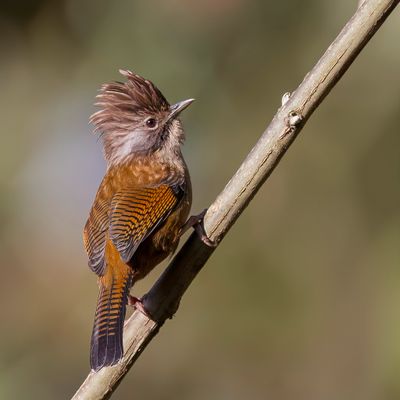 Hoary-Throated Barwing - Nepalese Streepvleugel - Actinodure du Népal