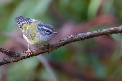 Ashy-throated Warbler - Grijskeelboszanger - Pouillot à face grise