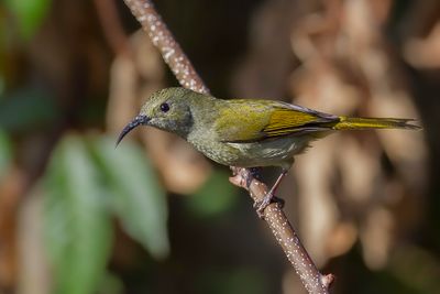 Green-tailed Sunbird - Groenstaarthoningzuiger - Souimanga  queue verte (f)