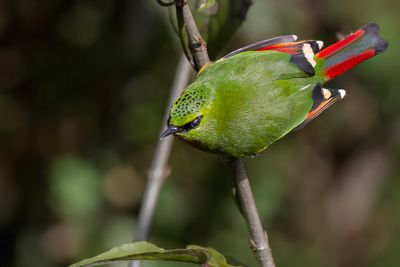 Fire-tailed Myzornis - Vuurstaartje - Myzorne queue-de-feu