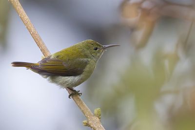 Fire-tailed Sunbird - Vuurstaarthoningzuiger - Souimanga queue-de-feu (f)