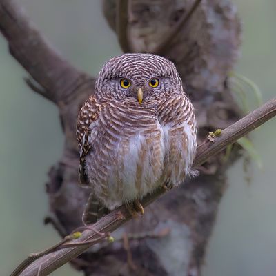 Asian Barred Owlet - Koekoeksdwerguil - Chevchette cuculode