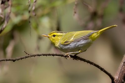 Yellow-vented Warbler - Orpheusboszanger - Pouillot chanteur