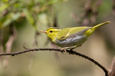 Yellow-vented Warbler - Orpheusboszanger - Pouillot chanteur