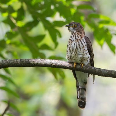 Hodgson's Hawk-Cuckoo - Hodgsons Sperwerkoekoek - Coucou de Hodgson
