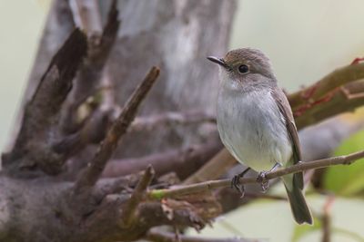 Little Pied Flycatcher - Ekstervliegenvanger - Gobemouche pie (f)