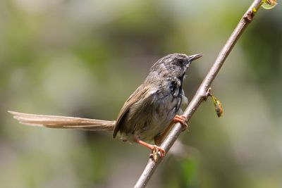 Black-throated Prinia - Zwartkeelprinia - Prinia à gorge noire