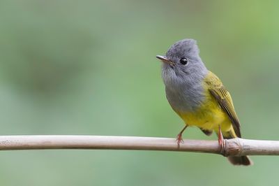 Grey-headed Canary-Flycatcher - Grijskopvliegenvanger - Gobemoustique  tte grise