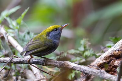 Slaty-bellied Tesia - Goudkruintesia - Tésie à ventre ardoise
