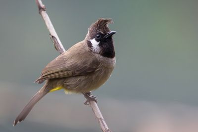 Himalayan Bulbul - Witwangbuulbuul - Bulbul à joues blanches