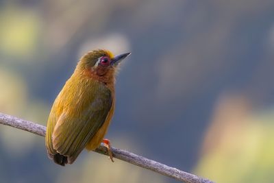 White-browed Piculet - Himalayadwergspecht - Picumne à sourcils blancs