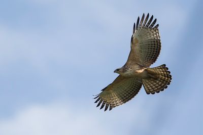 Mountain Hawk-Eagle - Aziatische Kuifarend - Aigle montagnard (j)
