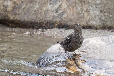 Brown Dipper - Zwarte Waterspreeuw - Cincle de Pallas (j)