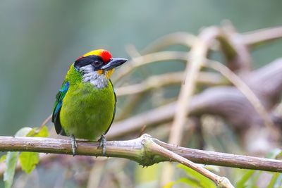 Golden-throated Barbet - Goudkeelbaardvogel - Barbu de Franklin