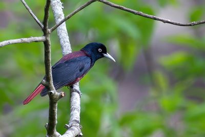 Maroon Oriole - Indische Bloedwielewaal - Loriot pourpré (m)