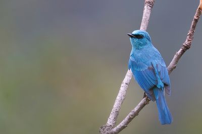Verditer Flycatcher - Azuurvliegenvanger - Gobemouche vert-de-gris