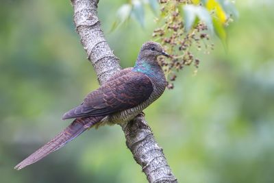 Barred Cuckoo-Dove - Gestreepte Koekoeksduif - Phasianelle onchall