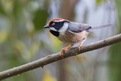 Black-throated Tit - Roodkruinstaartmees - Orite à gorge noire