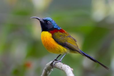 Green-tailed Sunbird - Groenstaarthoningzuiger - Souimanga à queue verte (m)