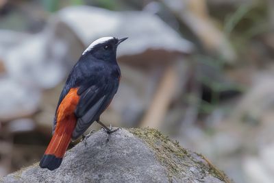 White-capped Redstart - Rivierroodstaart - Rougequeue  calotte blanche