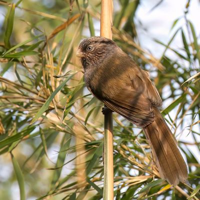 Brown Parrotbill - Bruine Diksnavelmees - Paradoxornis unicolore