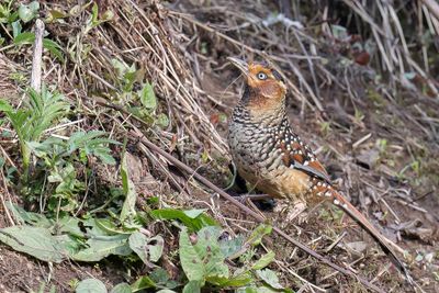Spotted Laughingthrush - Bonte Lijstergaai - Garrulaxe ocellé