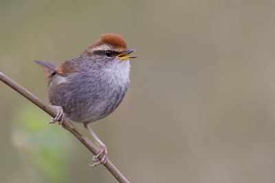 Grey-sided Bush Warbler - Roodkopstruikzanger - Bouscarle à couronne brune