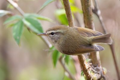 Hume's Bush Warbler - Humes Struikzanger - Bouscarle de Hume