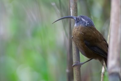 Slender-billed Scimitar Babbler - Sikkelkruiplijster - Pomatorhin à bec fin