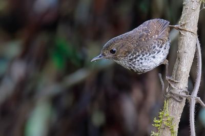 Pygmy Cupwing - Mospnoepyga - Microure maillée