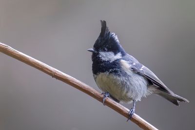 Coal Tit - Zwarte Mees - Mésange noire