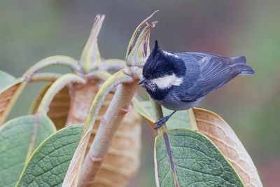 Rufous-vented Tit - Roodbuikmees - Mésange cul-roux