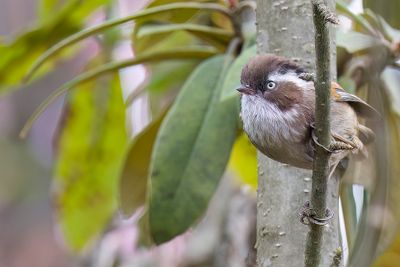 White-browed Fulvetta - Witbrauwnontimalia - Fulvetta de Hodgson