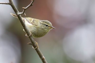 Buff-barred Warbler - Goudbandboszanger - Pouillot élégant